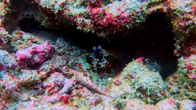 Peacock mantis shrimp hiding inside coral reef crevice underwater in Bali, showing marine crustacean behavior, natural shelter use and tropical ocean biodiversity in reef habitat.