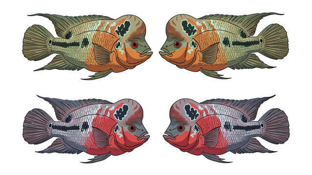 Symmetric pairs of colorful Flowerhorn cichlid fish with distinctive head bumps, isolated on white background