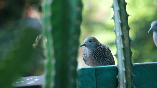 A single Spotted dove sits on an electric line with a city background on the outdoor.