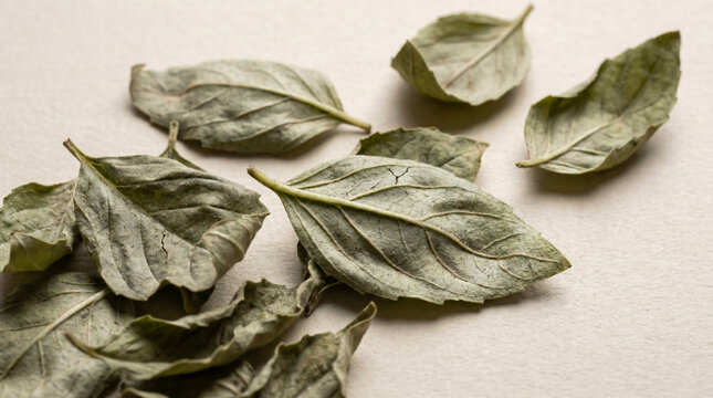 Dried basil leaves with oval shape and prominent veins