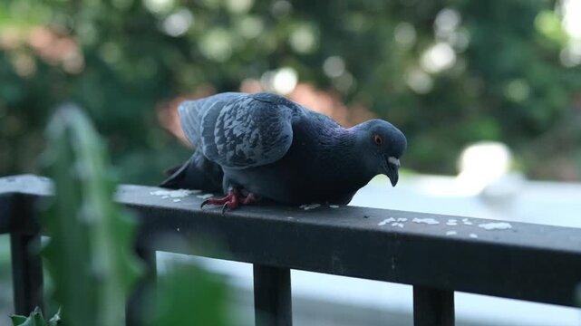 Pigeons perched on a weathered balcony railing of a Bangkok terrace house, Thailand.