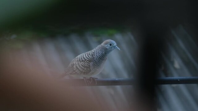 A single Spotted dove sits on an electric line with a city background on the outdoor.