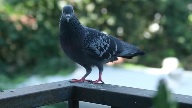 Pigeons perched on a weathered balcony railing of a Bangkok terrace house, Thailand.