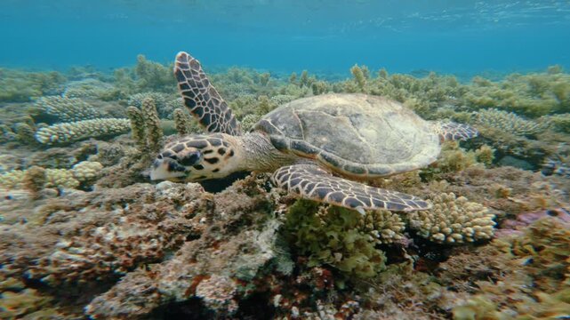 Side close up shot of Green Sea Turtle Swimming in Shallow Coral Reef Red Sea Egypt Ras Muhammad