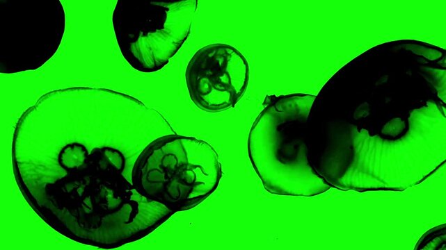 Silhouette of jellyfish swimming underwater with air bubbles on green background. Chroma key green screen for composite and presentation.