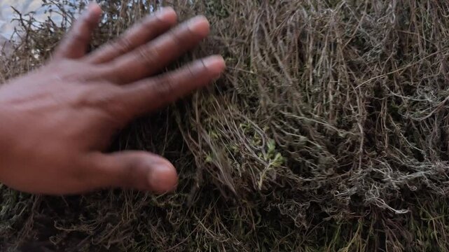 Hands Crushing Fresh Thyme Sprigs on Table