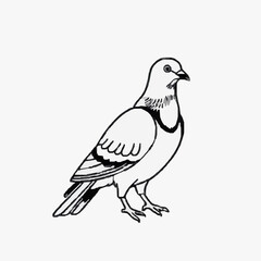 Fototapeta premium Line art dove of pigeon illustration 