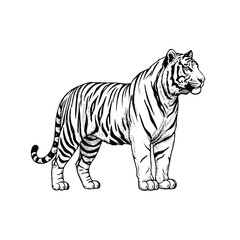 Obraz premium Detailed drawing of a tiger standing.