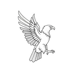 Fototapeta premium Eagle in flight with wings spread.