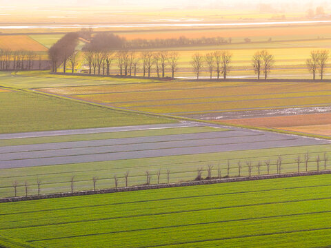 Aerial view of vibrant agricultural fields with rows of leafless trees under a soft golden morning light Mont Saint-Michel, Normandy, France.