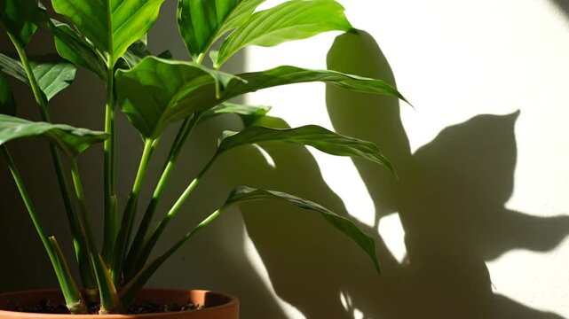 Close-up of large green leaves of an indoor tropical plant in a terracotta pot with strong sunlight casting sharp, intricate shadows against a white interior wall in a minimalist setting.
