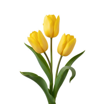 Three vibrant yellow tulips with soft, cream-edged petals and green stems, captured in a macro studio shot with diffused light on a transparent backdrop, minimalist floral elegance