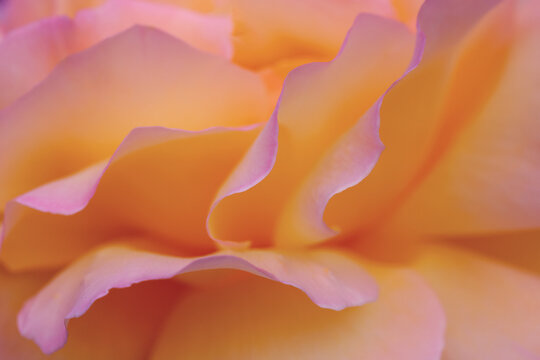 Macro shot of rose petals, peach and pink hues. Soft focus, gentle curves, abstract background. Perfect for beauty, fashion, wellness, and floral themes. Textural image with bokeh