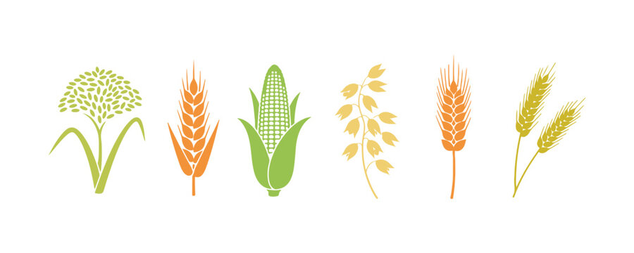 Vector icons of cereals including rice, wheat, corn, oats, rye, and barley. Illustration included.
