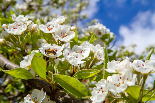 Spring blossoming of a pear tree close-up. Bee on a flower.