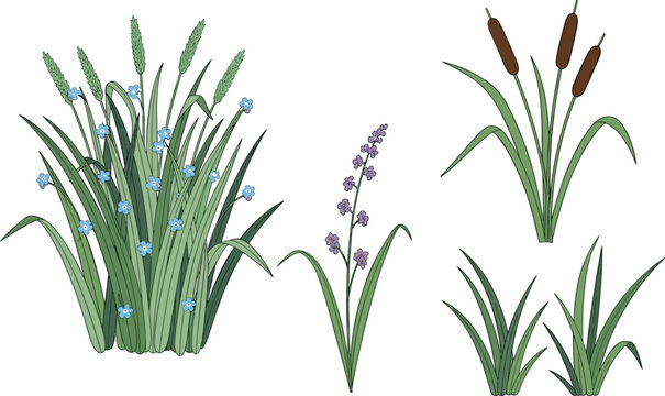 Wild Grass and Flower Vector Set with Blue and Purple Blooms for Nature, Gardening, and Botanical Design
