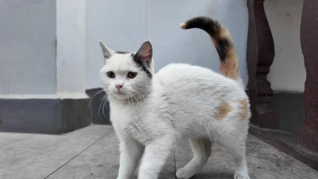 White calico cat standing outdoors looking at camera with curiosity in cinematic handheld movement.