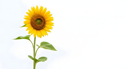 Obraz premium Yellow sunflower with green leaves on white background