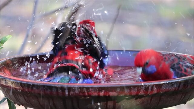 Two Crimson Rosellas (Platycercus elegans) bathing, South Australia