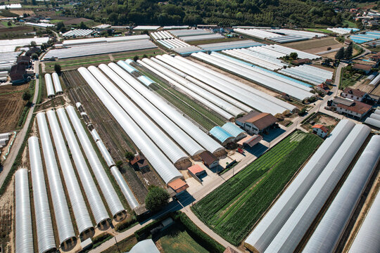 Aerial view of rows of white agricultural greenhouses and polytunnels surrounded by green fields and rural houses under bright sunlight Bra, Piedmont, Italy.