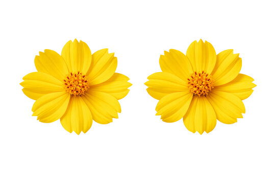 yellow flower isolated on white background