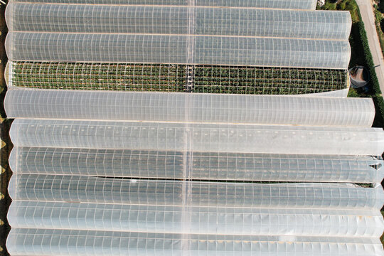 Aerial view of long rows of plastic greenhouses and agricultural polytunnels in the countryside Bra, Piedmont, Italy.
