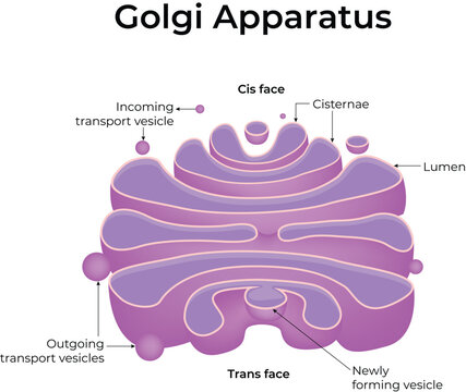 Golgi Apparatus Diagram with Cisternae and Vesicles Design Vector Illustration