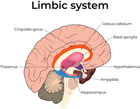 Limbic System Brain Anatomy  Design Vector Illustration