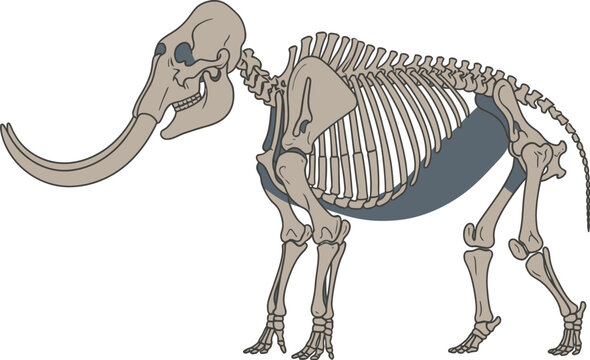 A detailed illustration of a mammoth skeleton standing alone.