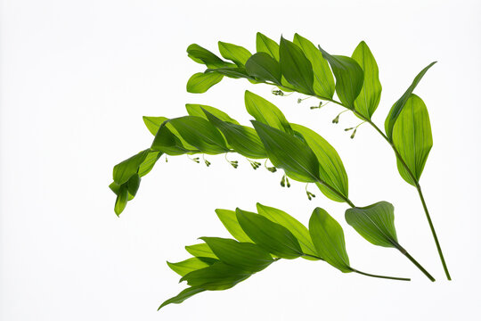 Kokoryczka (Polygonatum) izolowana na białym tle &ndash; wysokiej jakości zdjęcie do projekt&oacute;w