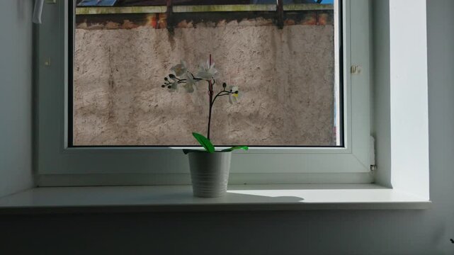 White Potted Orchid On Sunny Window Sill