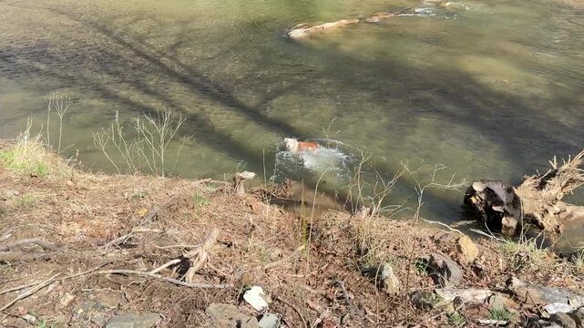 Boxer dog chasing many stones thrown into the river