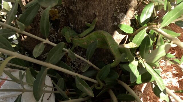 Chameleon climbing a tree branch with strong grip and slow movement. Reptile shows natural camouflage blending with leaves and bark, highlighting adaptation and wildlife behavior in nature.