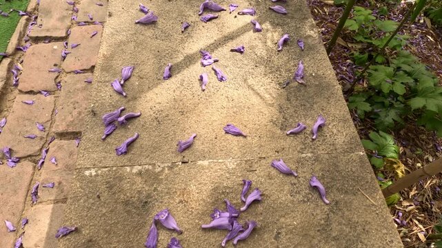 Stone pathway outdoors covered with scattered purple flower petals. Sunlight highlights a garden setting with green plants and brick steps, creating a calm natural seasonal atmosphere.