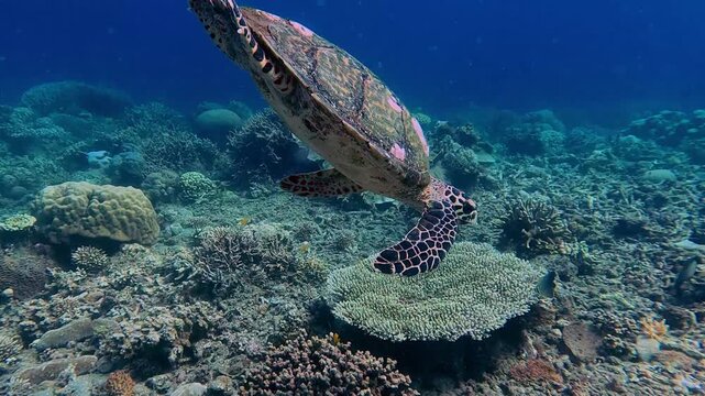 Tracking shot, following a hawksbill sea turtle (Eretmochelys imbricata) gracefully swimming into deeper blue water towards the seabed. Rare sighting during snorkeling in Dauin, Philippines