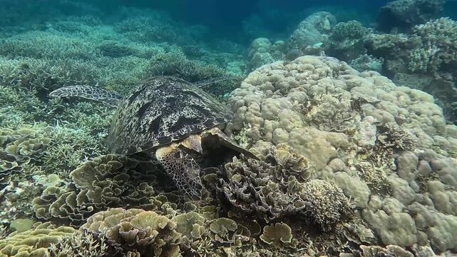 Tracking shot following a green sea turtle foraging for algaes to eat among the dense acropora and turbinaria corals. Wildlife sighting in Dauin, Philippines
