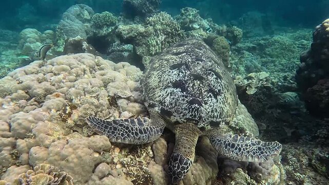 Tracking shot following a green sea turtle circling around a porites lobata coral in search of algaes to eat. Wildlife sighting in Dauin, Philippines