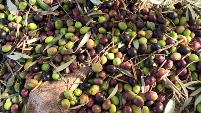 Freshly harvested olives are scattered on the ground in green, purple, and black tones with leaves and twigs mixed in. A woven sack is visible, showing traditional olive harvesting after picking.