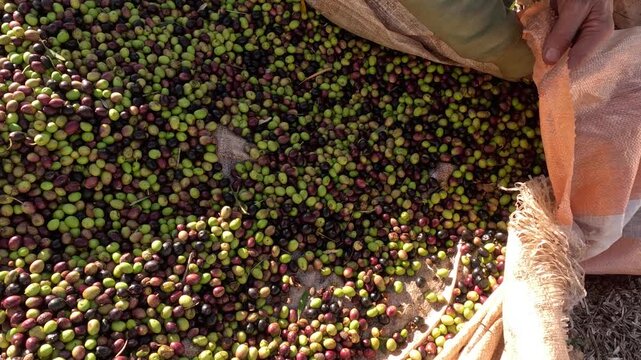 Fresh olives being collected and bagged in the field after harvest, showing green, purple, and black olives. Farmers gather them quickly for transport to the mill for olive oil production.