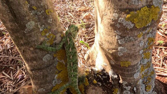 Chameleon climbing a tree branch with strong grip and slow movement. Reptile shows natural camouflage blending with leaves and bark, highlighting adaptation and wildlife behavior in nature.