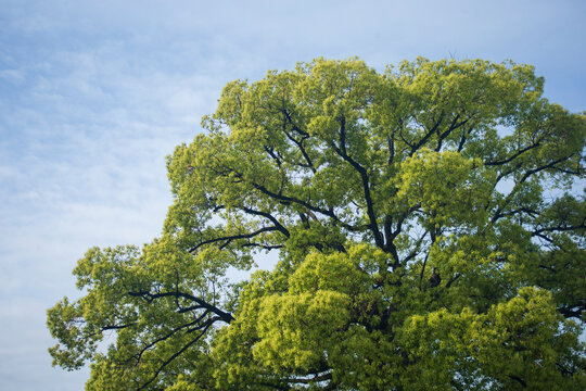 Green tree against a blue sky with white clouds in the background