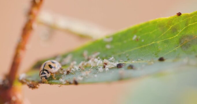 Orange Ladybug devouring aphids on a leaf; macro of predatory behaviour on a winter morning.