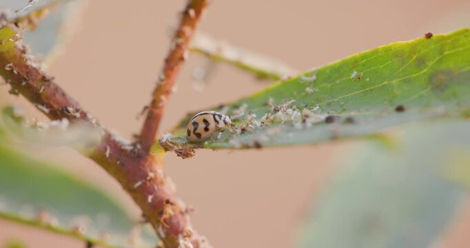 Orange Ladybird Beetle hunting aphids in colony; detailed slow motion of natural pest control on a leaf.