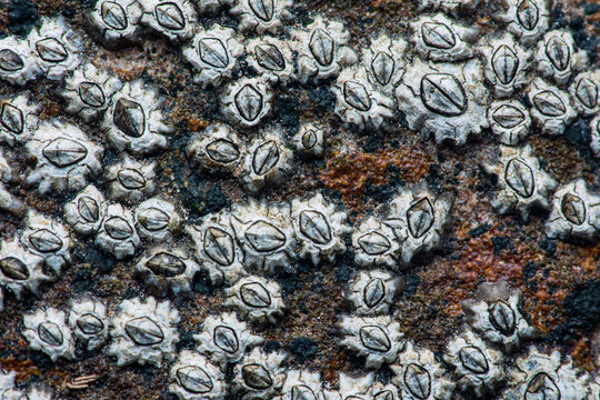 Acorn barnacles clinging to rock surface