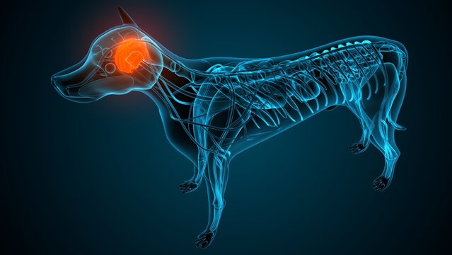 Dog brain part anatomy. 3d render