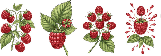 Raspberry fruit illustration set with fresh berries leaves and splashes in vintage botanical style for organic food packaging, farming, and natural design © Hachhada