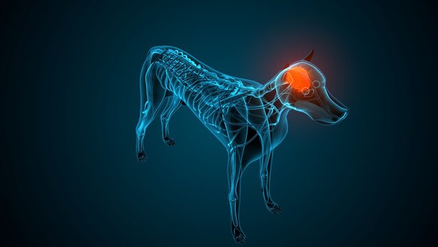 Dog brain part anatomy. 3d render