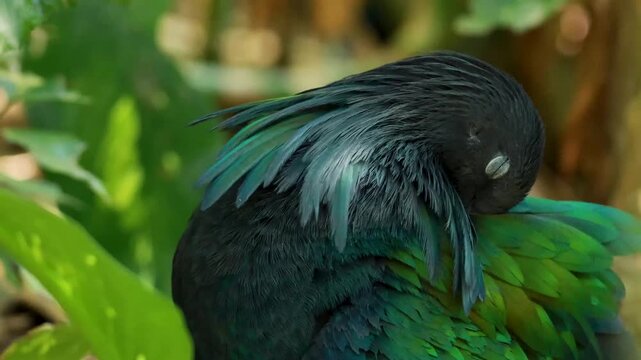 A close up view of a nicobar pigeon preening its iridescent green and black feathers, displaying intricate avian grooming behavior in a natural setting with lush green foliage.