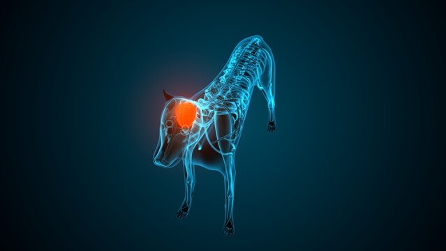 Dog brain part anatomy. 3d render