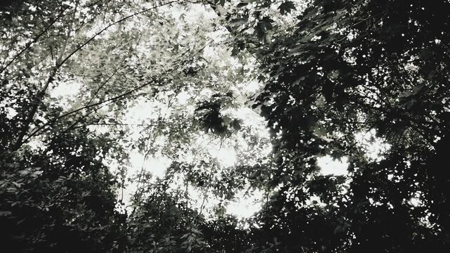 Cowboy in a duster jacket walking by and holding a revolver handgun, with trees in background. Shot at a high frame rate and edited in classic vintage black and white western film style.